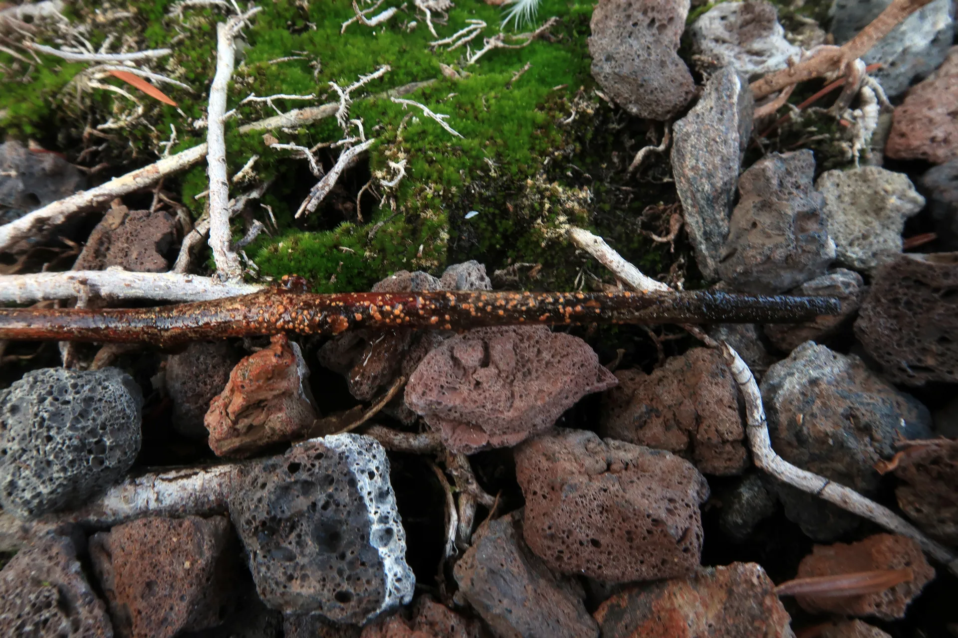 Rodwayella sessilis - 1 - IMG_6889